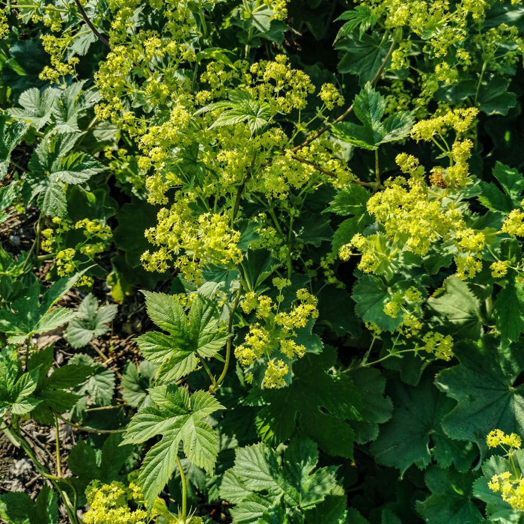 Alchemilla vulgaris - Manto de la Dama