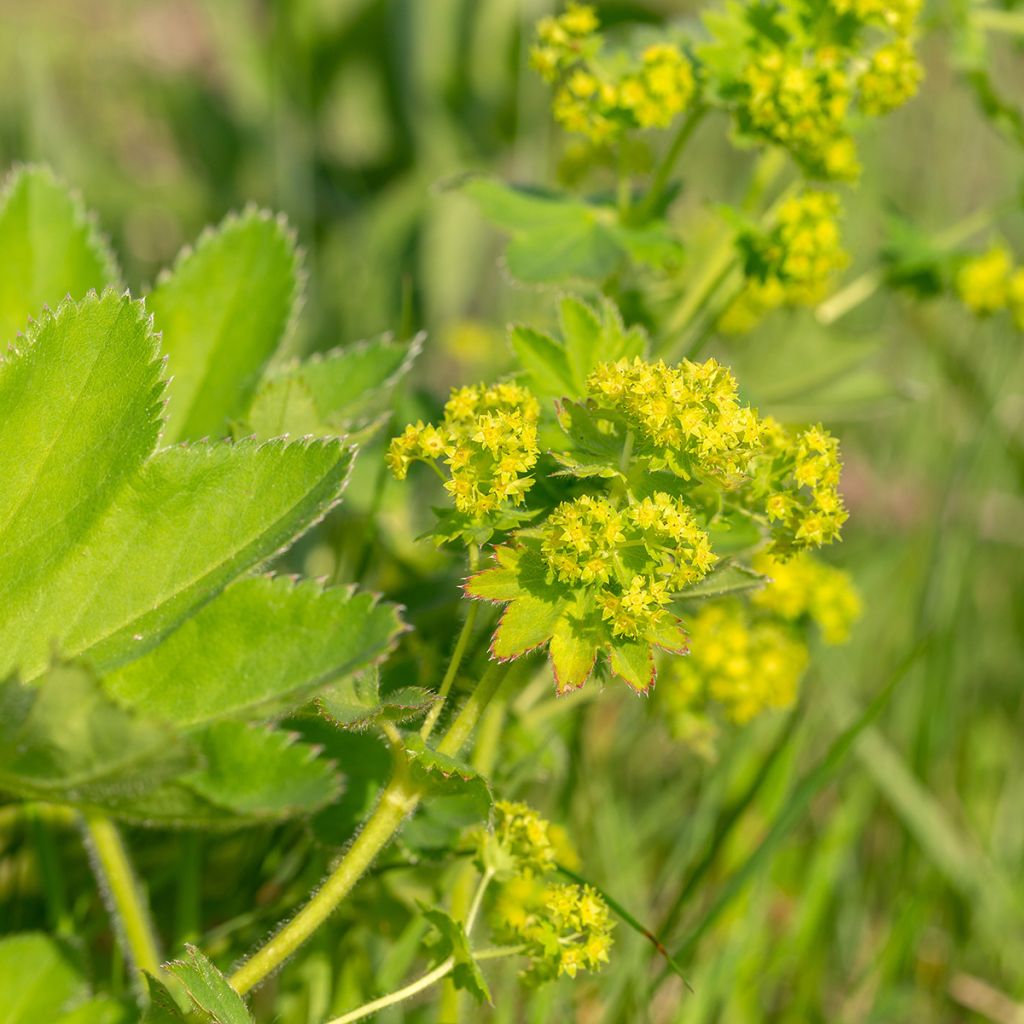 Alchemilla vulgaris - Manto de la Dama