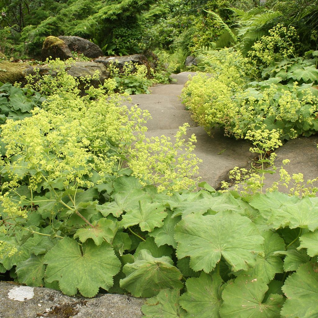 Alchemilla vulgaris - Manto de la Dama