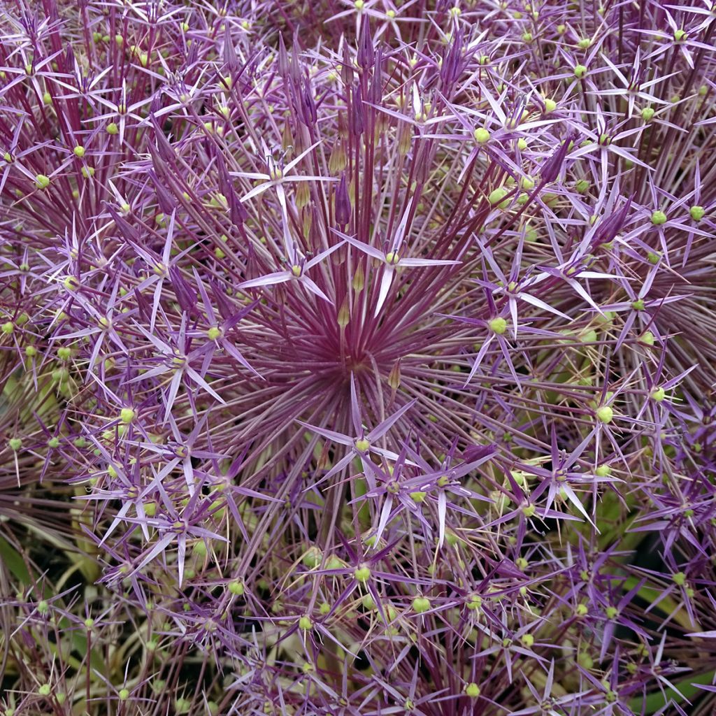 Ail d'ornement Etoile de Perse - Allium christophii ou albopilosum