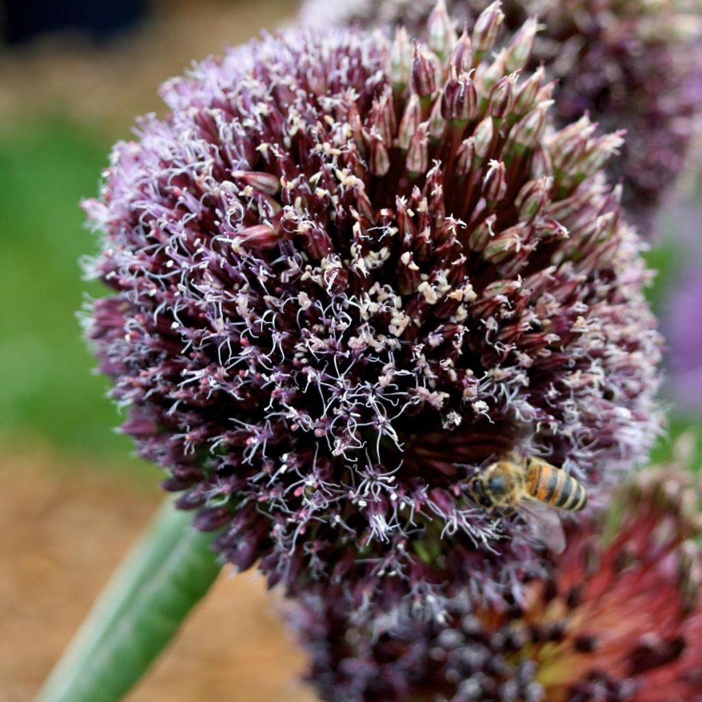 Allium amethystinum Forelock - Ajo decorativo