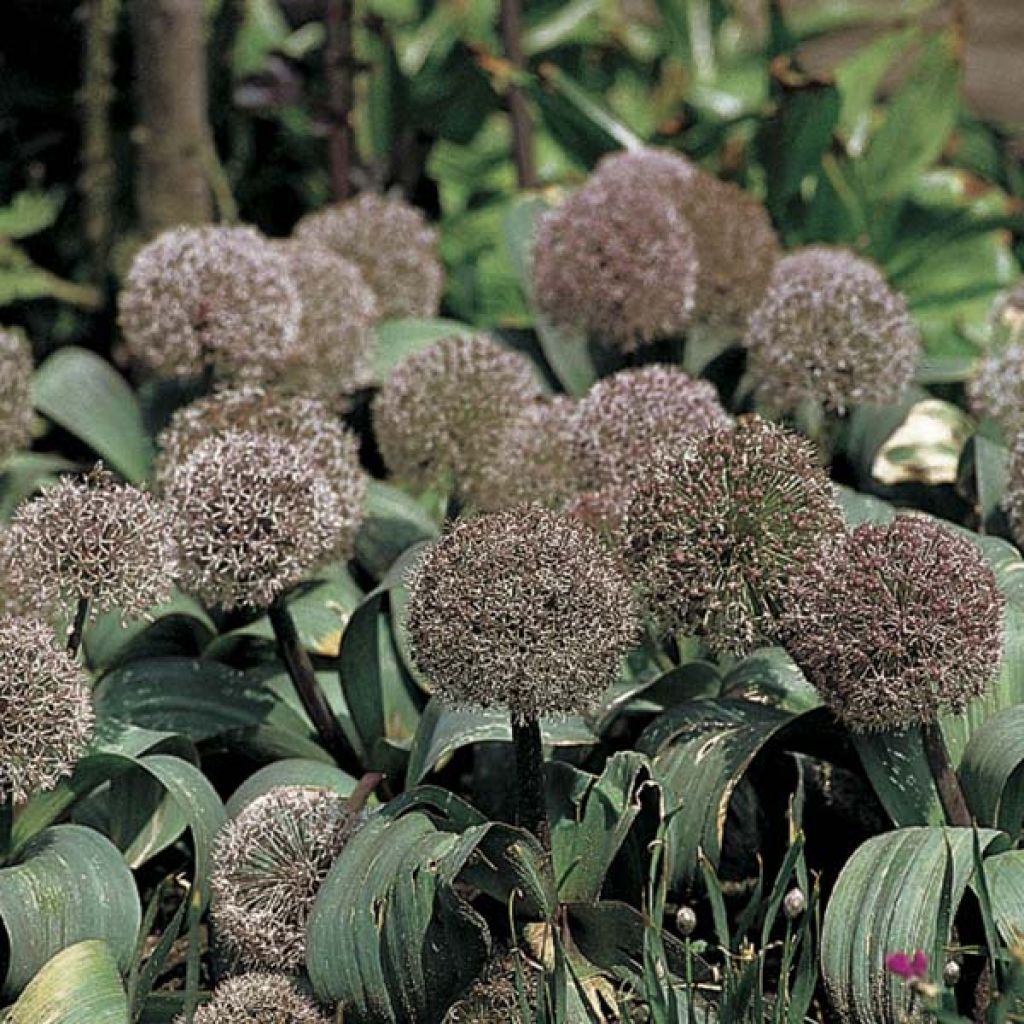 Allium Karataviense