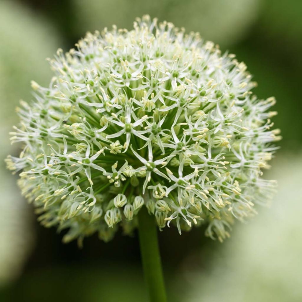 Ail d'ornement - Allium Mont Blanc