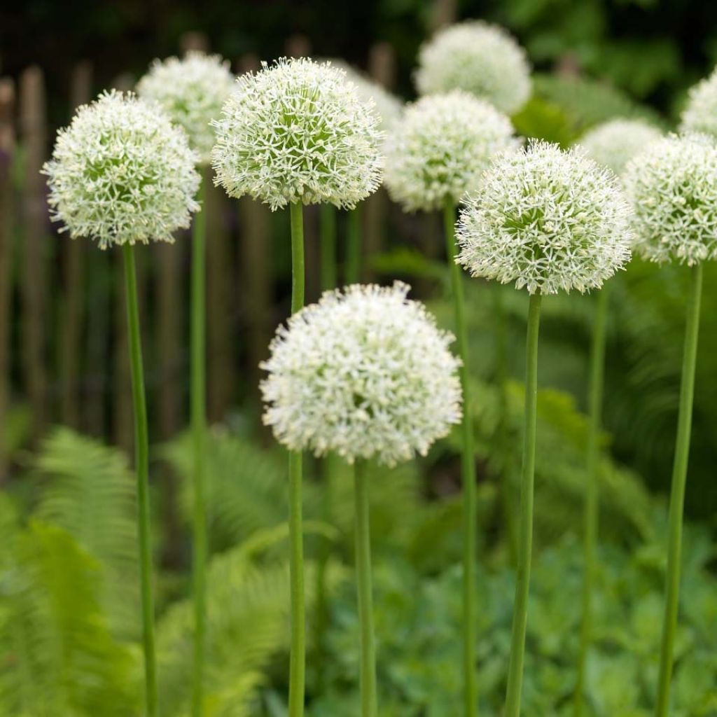 Ail d'ornement - Allium Mont Blanc