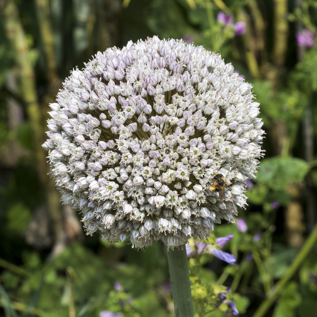 Puerro silvestre - Allium ampeloprasum