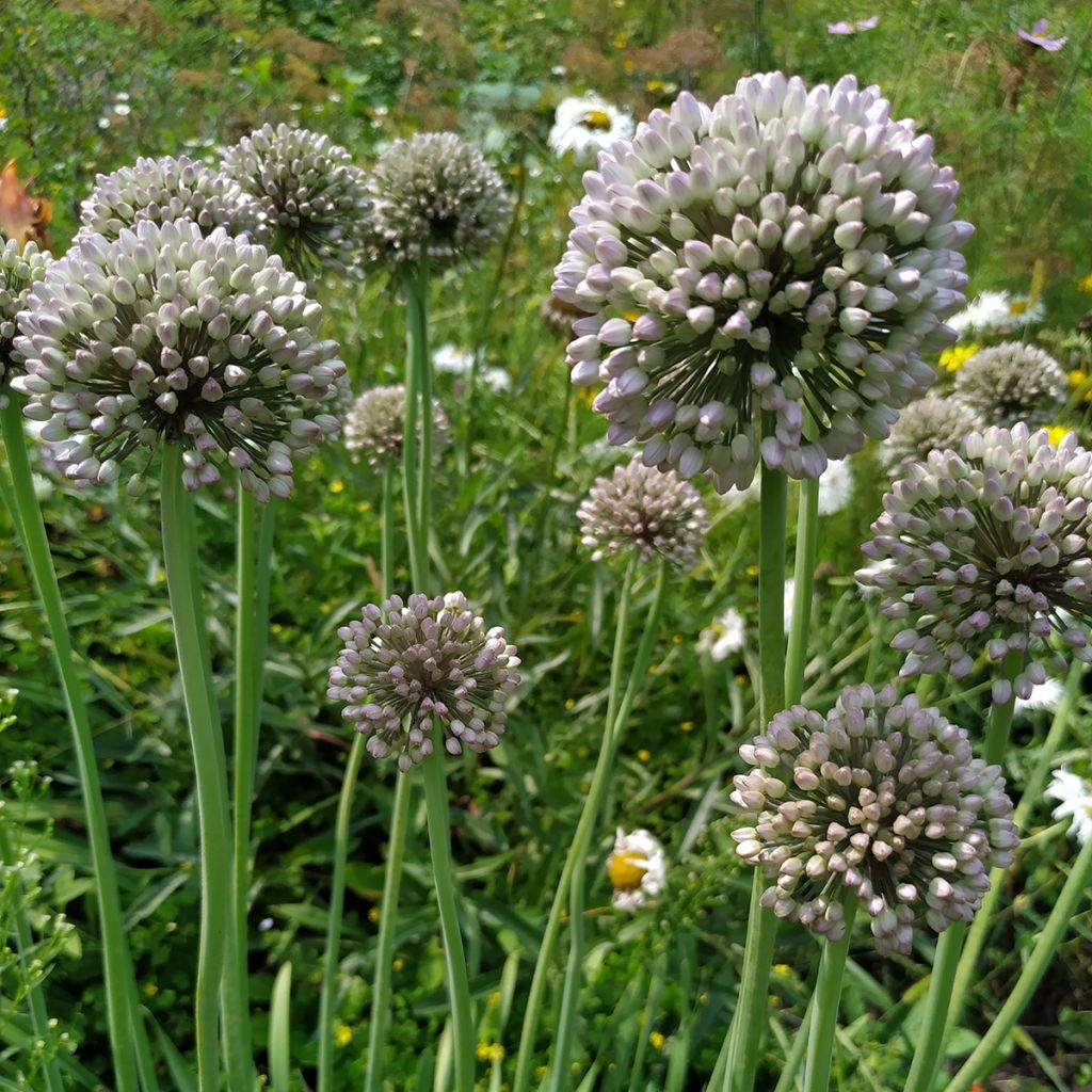 Puerro silvestre - Allium ampeloprasum