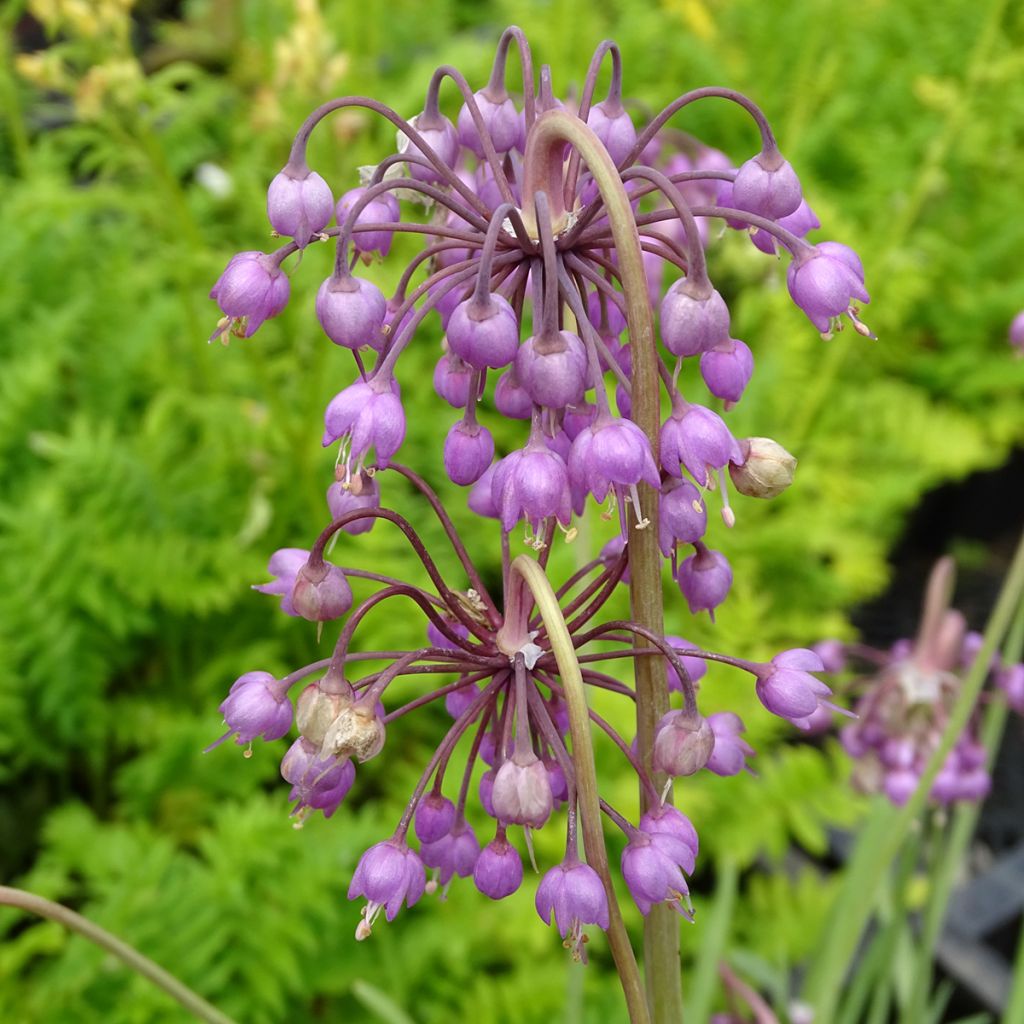 Ail penché - Allium cernuum