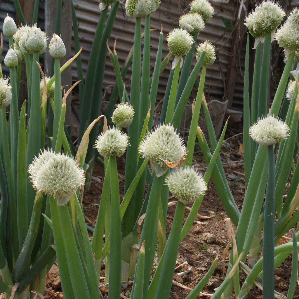 Ciboule à côte blanche - Allium fistulosum