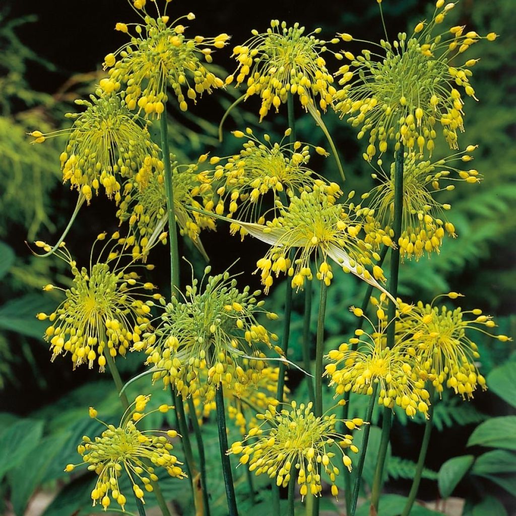 Allium flavum - Ajo decorativo