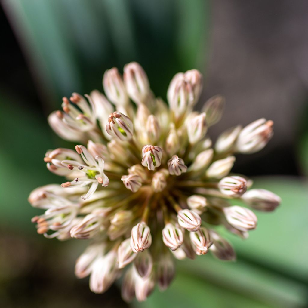 Allium karataviense - Cebolla turkistan