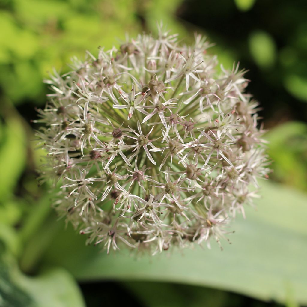 Allium karataviense - Ajo decorativo  