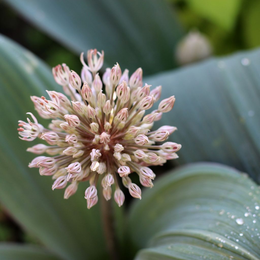 Allium karataviense - Cebolla turkistan