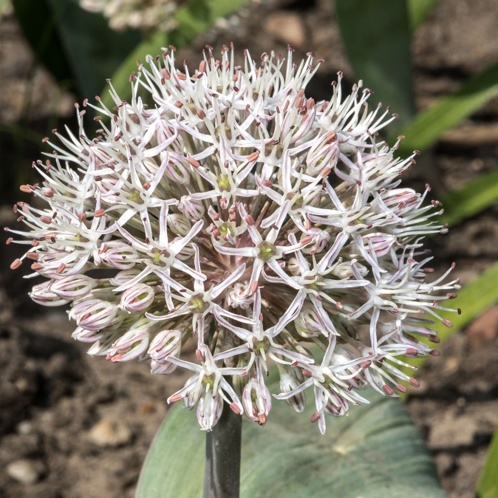 Allium karataviense - Cebolla turkistan