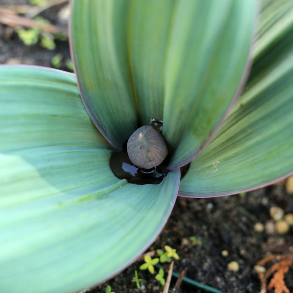 Allium karataviense - Cebolla turkistan