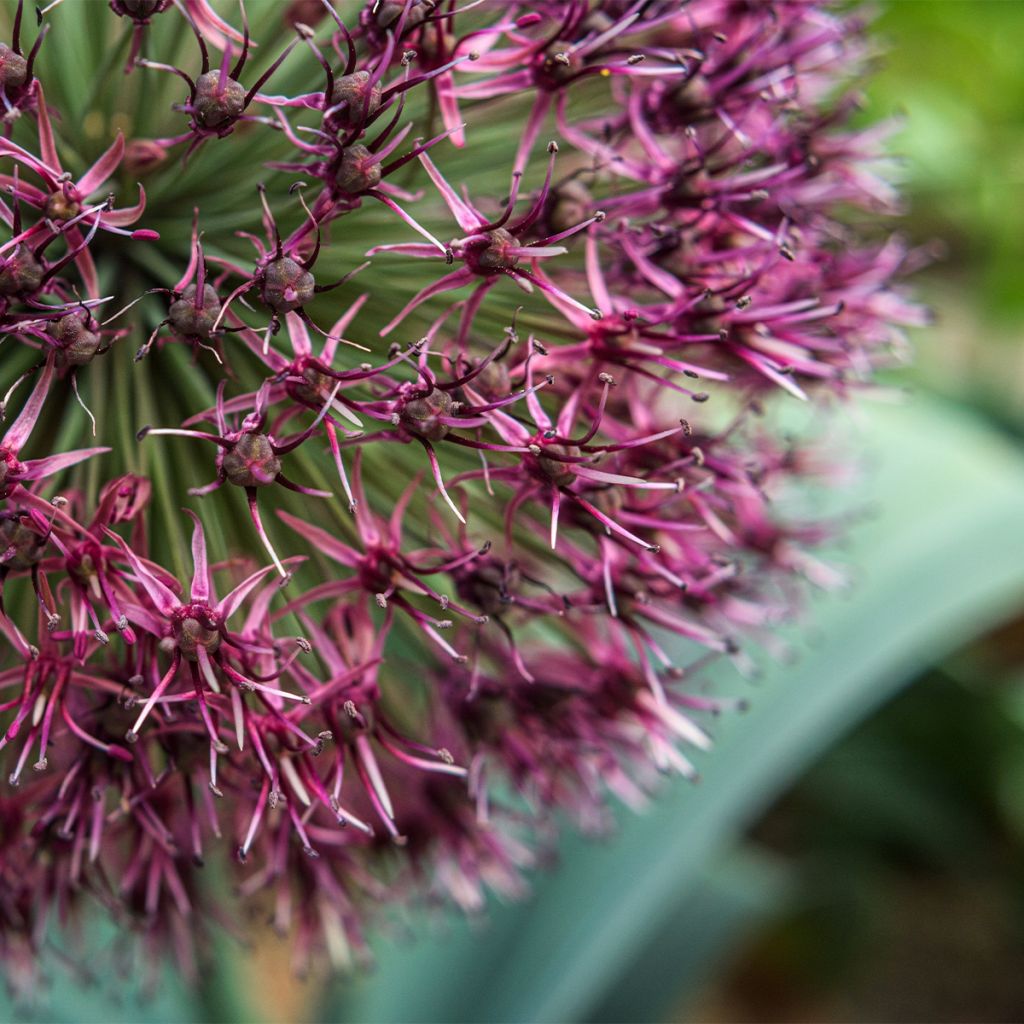 Allium karataviense Red Giant - Ail d'ornement du Turkestan