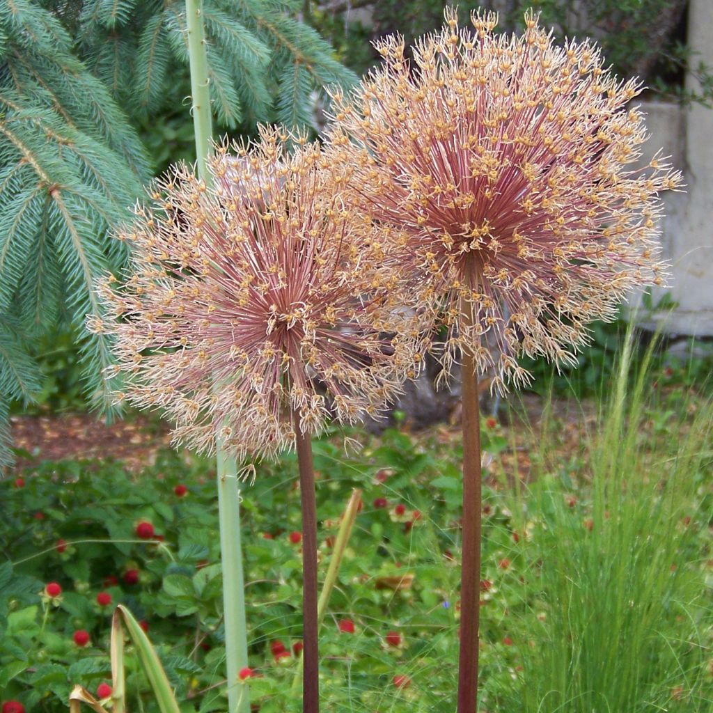 Allium Mars