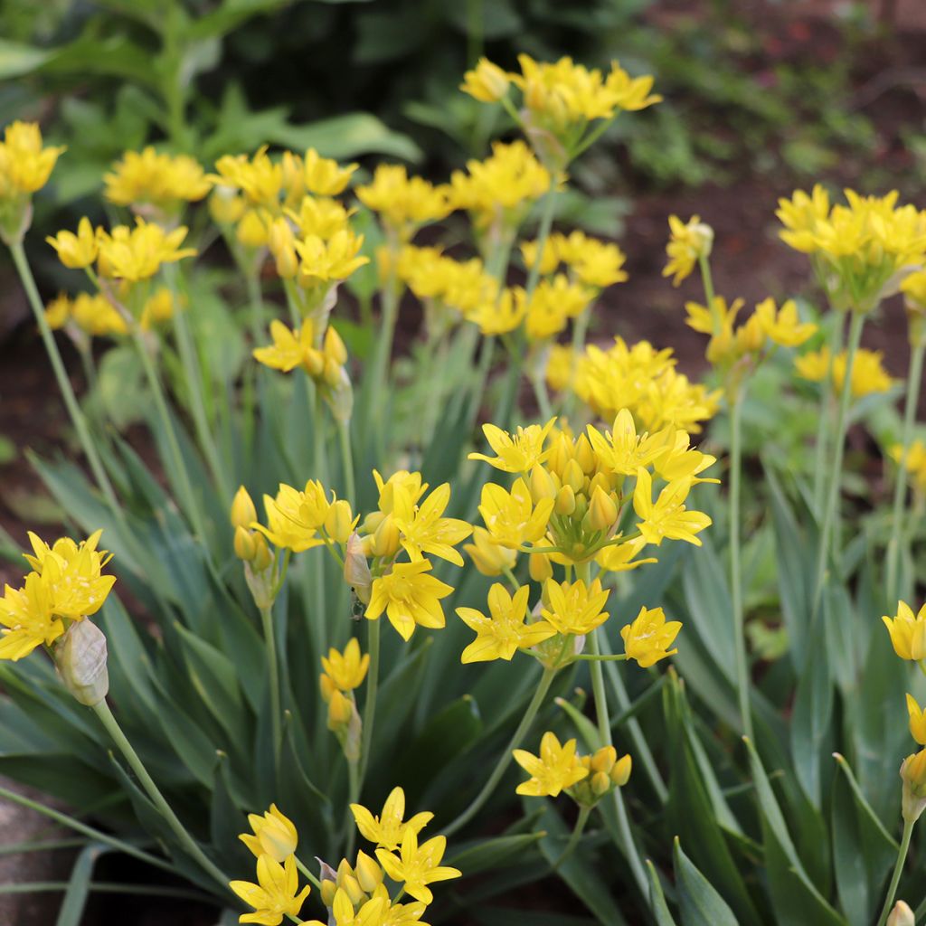 Allium moly - Ajo decorativo