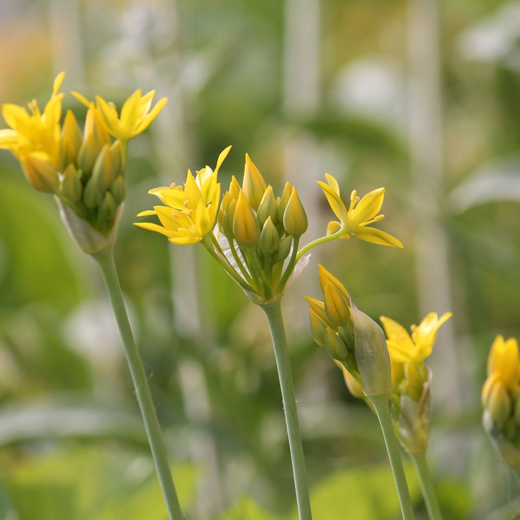 Allium moly - Ajo decorativo