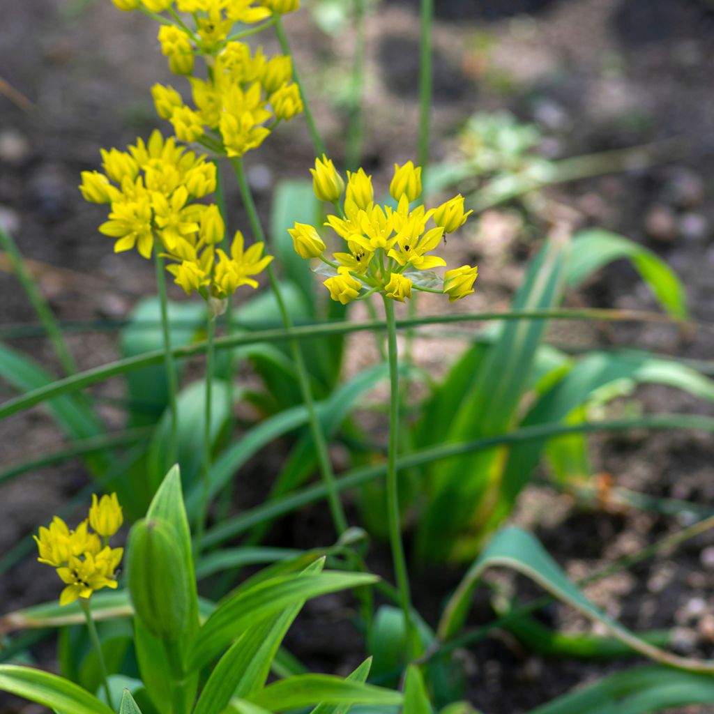 Allium moly - Ajo decorativo