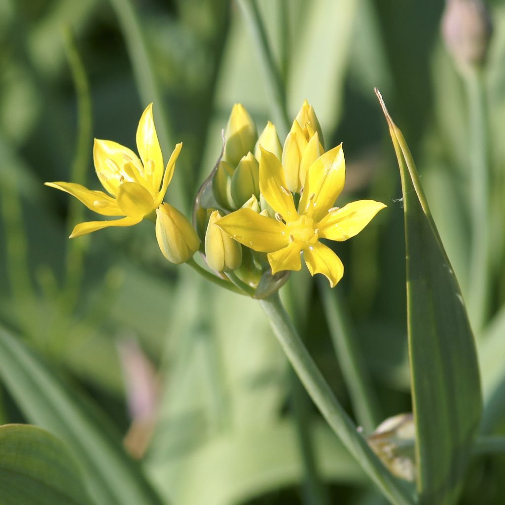 Allium moly - Ajo decorativo