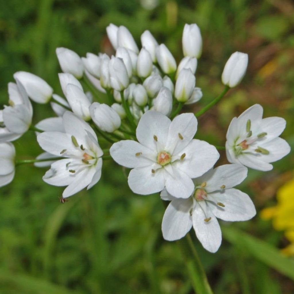 Ail d'ornement - Allium neapolitanum