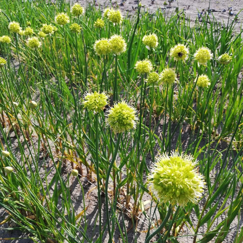 Allium obliquum - Ail d'ornement