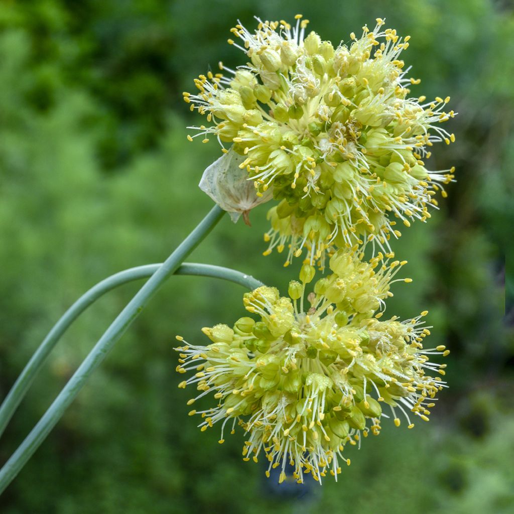 Allium obliquum - Ajo decorativo