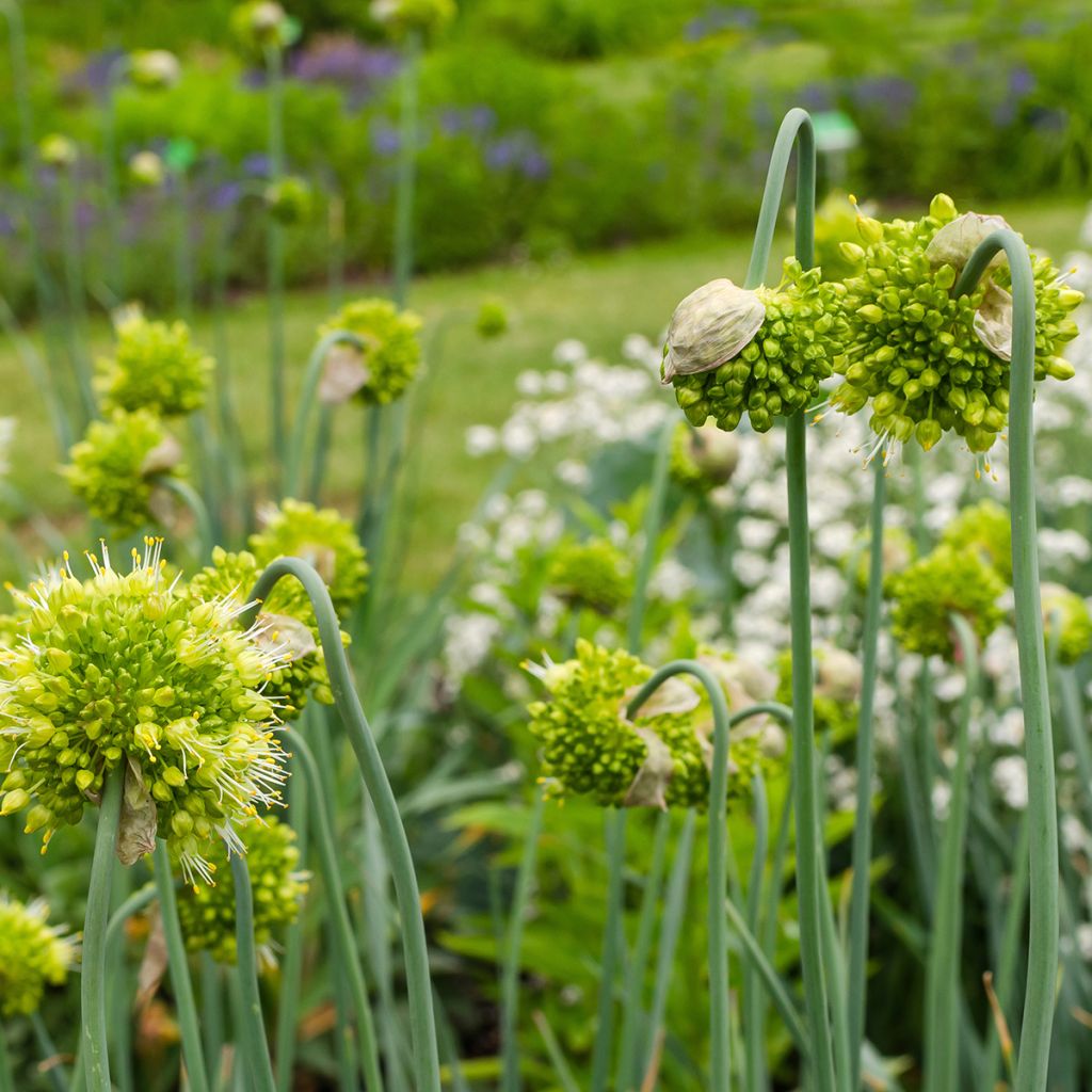 Allium obliquum - Ajo decorativo