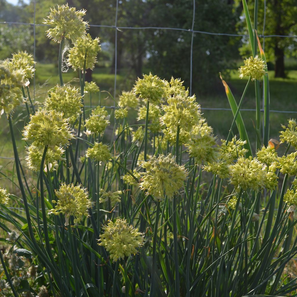 Allium obliquum - Ajo decorativo