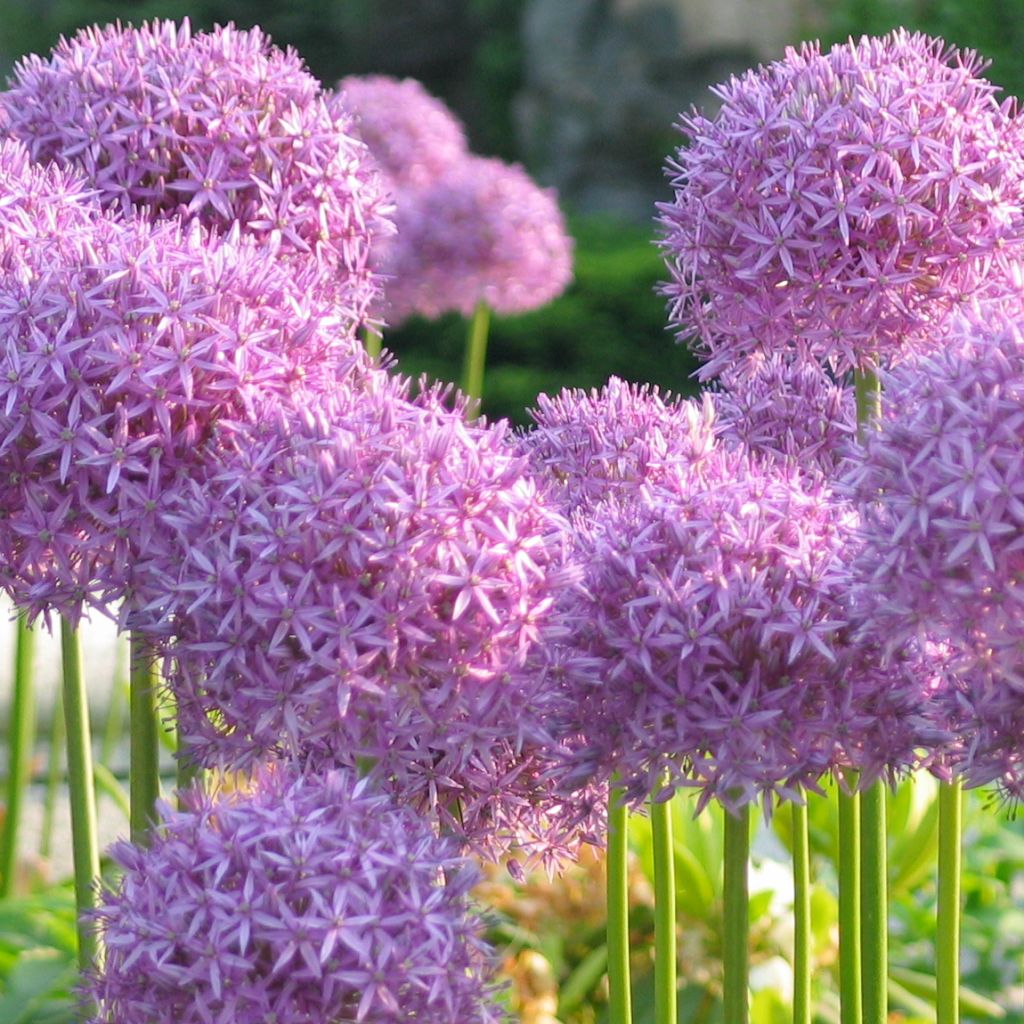 Allium rosenbachianum