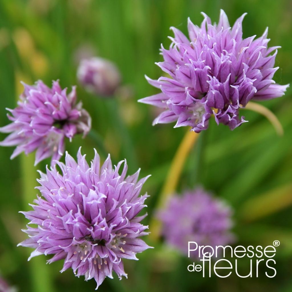 Ciboulette Rising Star - Allium schoenoprasum