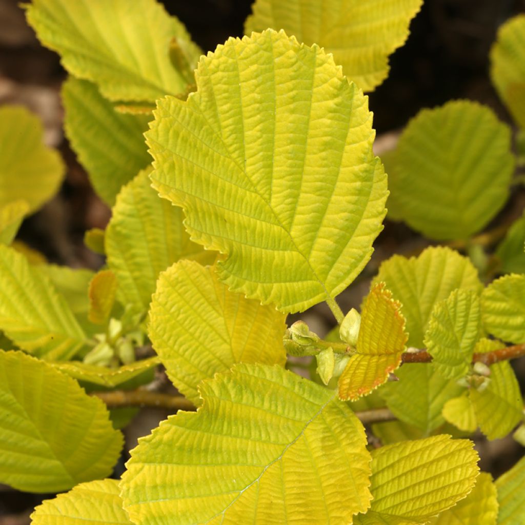 Aulne glutineux - Alnus glutinosa Aurea