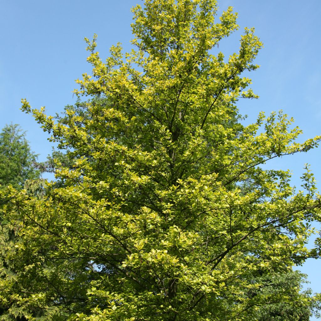 Aliso común Aurea - Alnus glutinosa