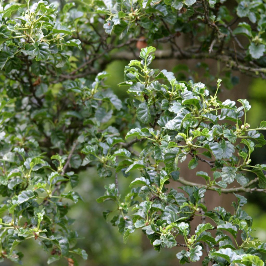 Aliso común Incisa - Alnus glutinosa