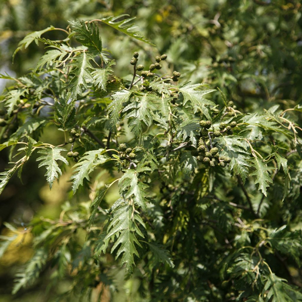 Aulne glutineux - Alnus glutinosa Laciniata