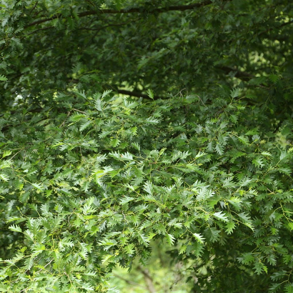 Aulne glutineux - Alnus glutinosa Laciniata