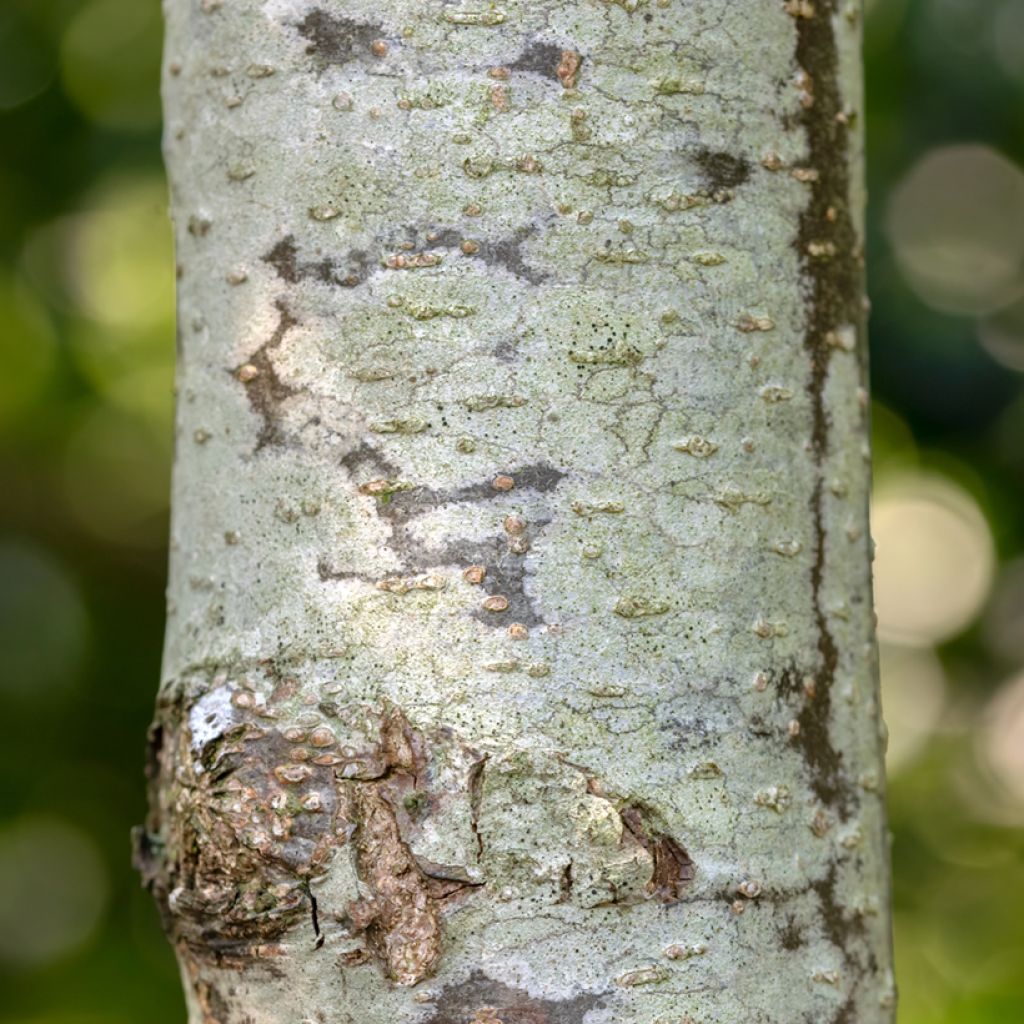 Aliso común Laciniata - Alnus glutinosa