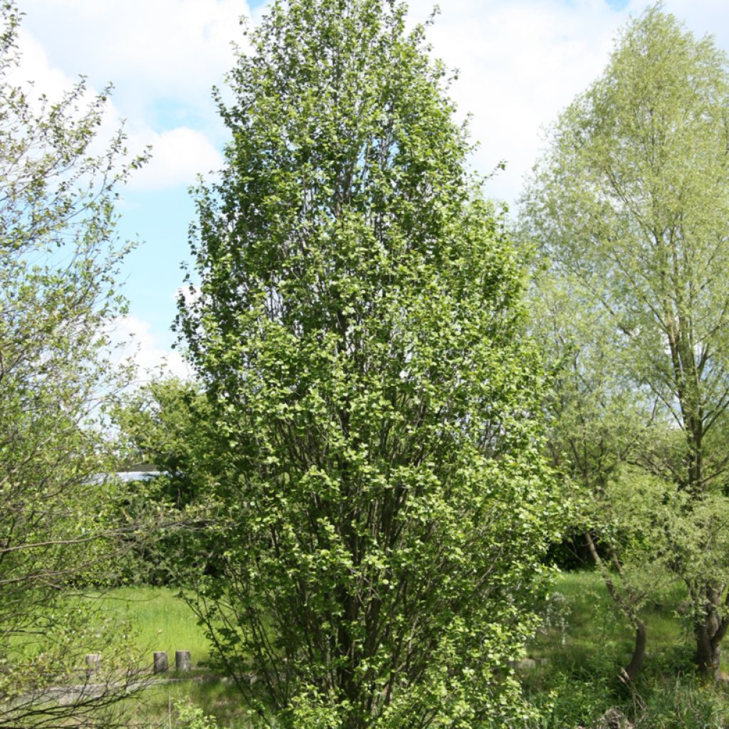 Aliso común Luszyn - Alnus glutinosa