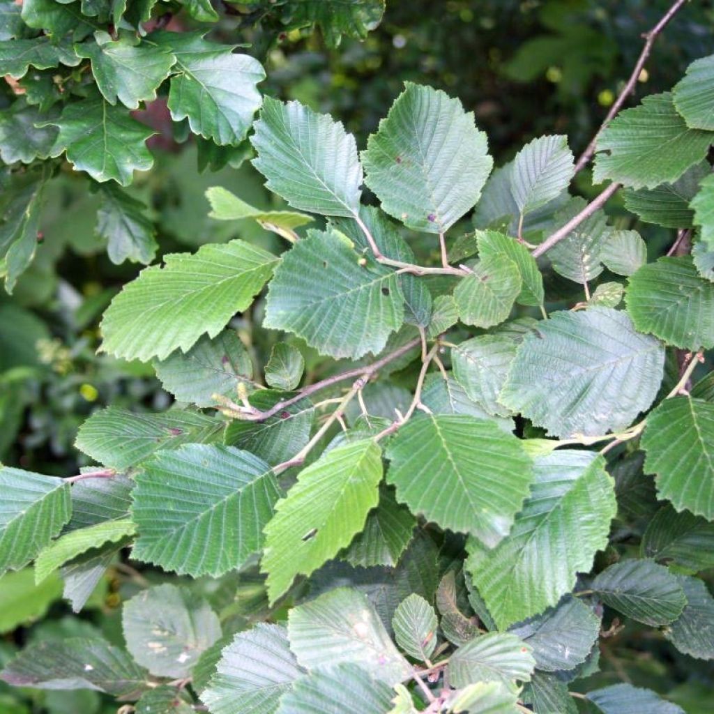 Aliso gris - Alnus incana