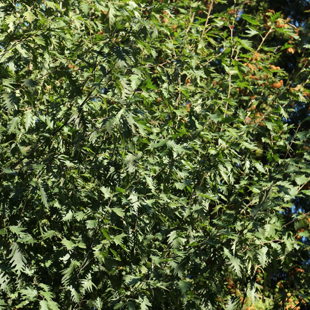 Aliso gris Laciniata - Alnus incana