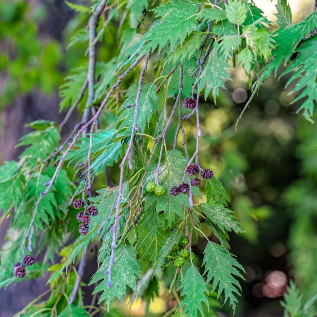 Aliso gris Laciniata - Alnus incana