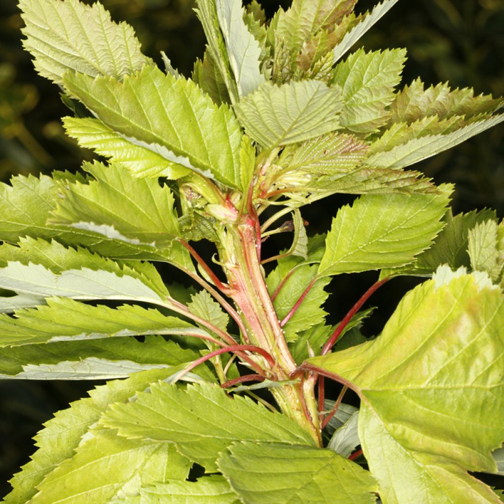 Aulne blanc - Alnus incana Monstrosa