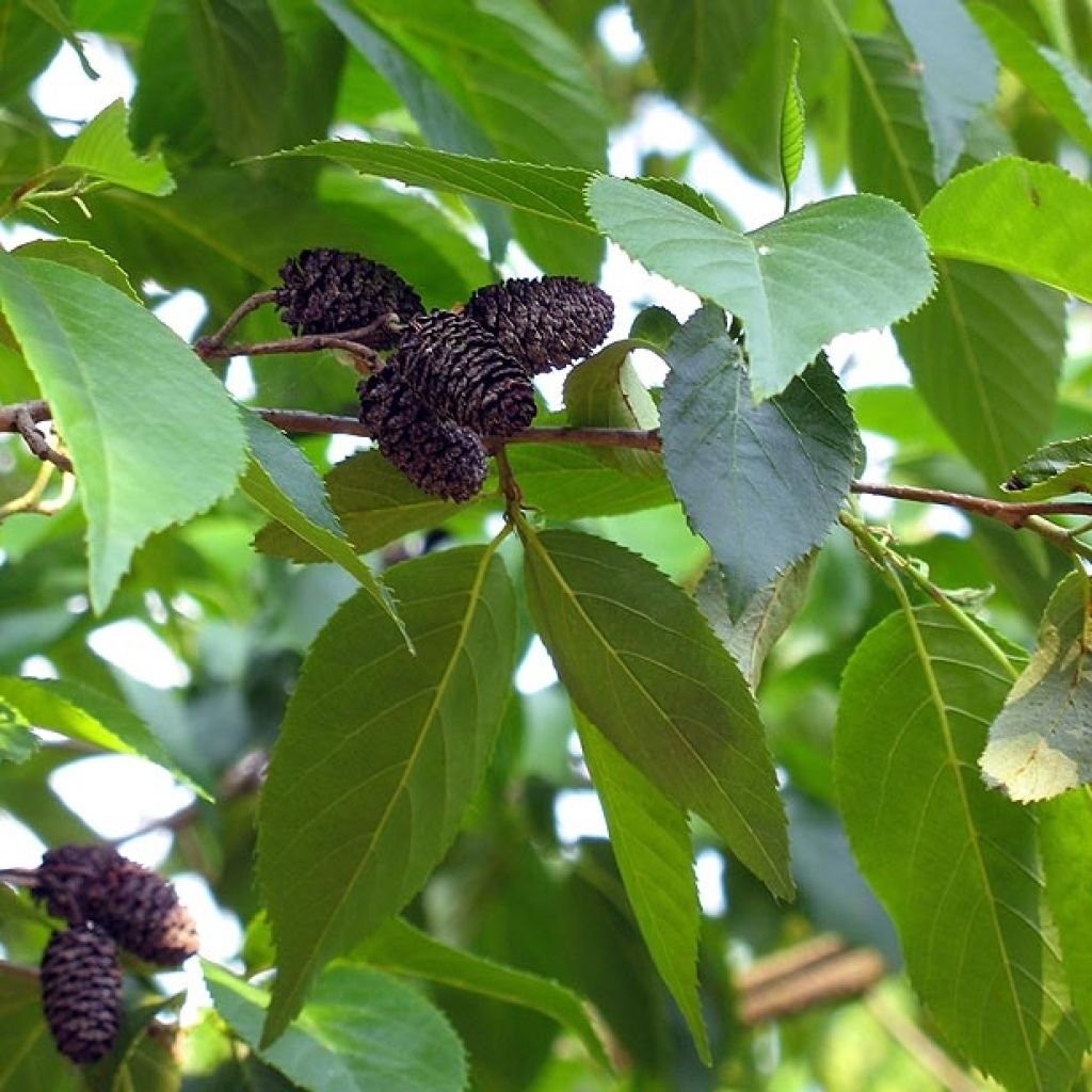 Alnus spaethii - Aliso de Spaeth