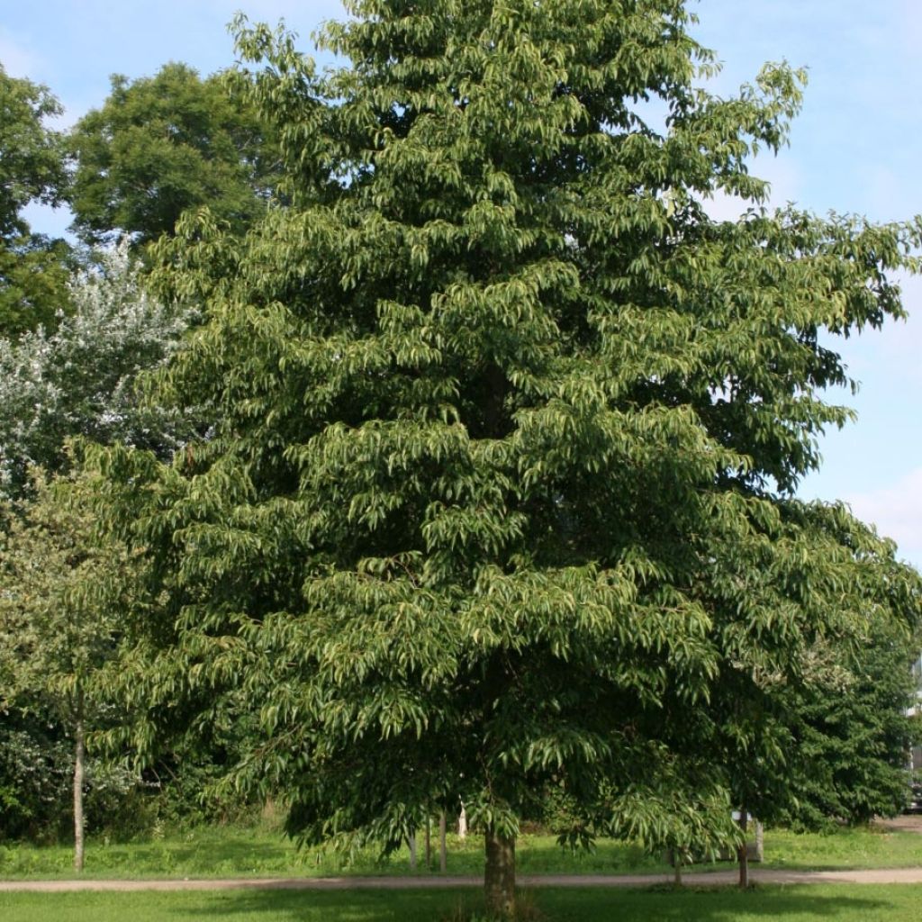 Alnus spaethii - Aliso de Spaeth