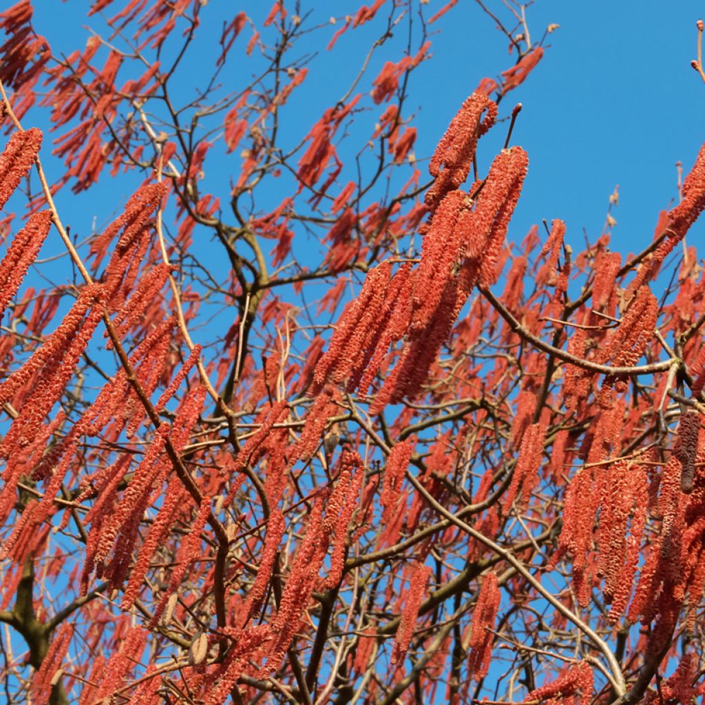 Alnus spaethii - Aliso de Spaeth