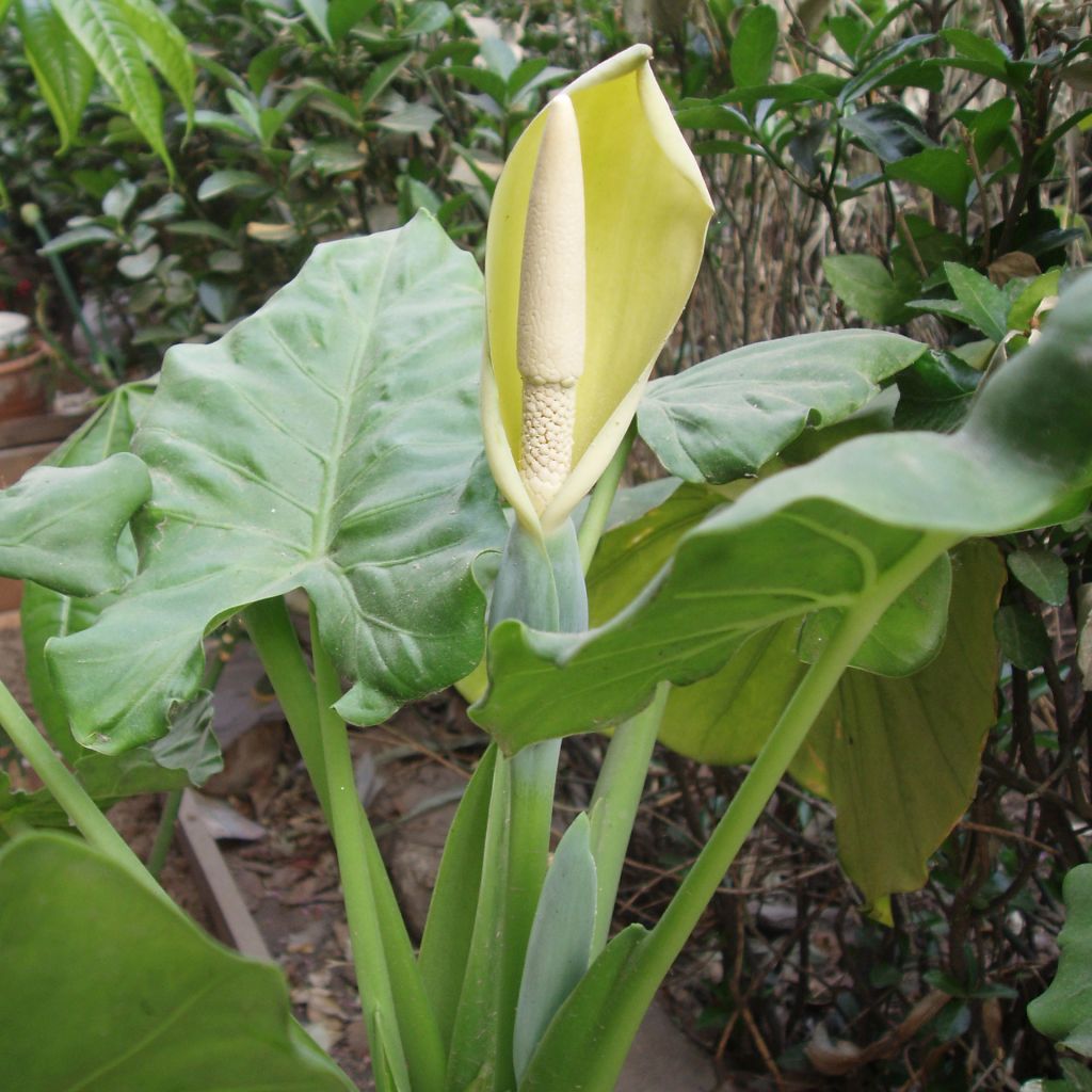 Alocasia macrorrhiza - Alocasia à grandes racines - Oreille d'éléphant