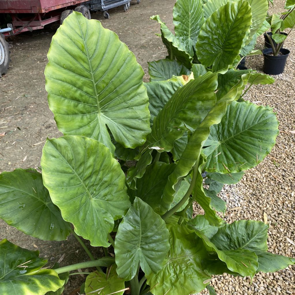 Alocasia odora - Oreja de elefante