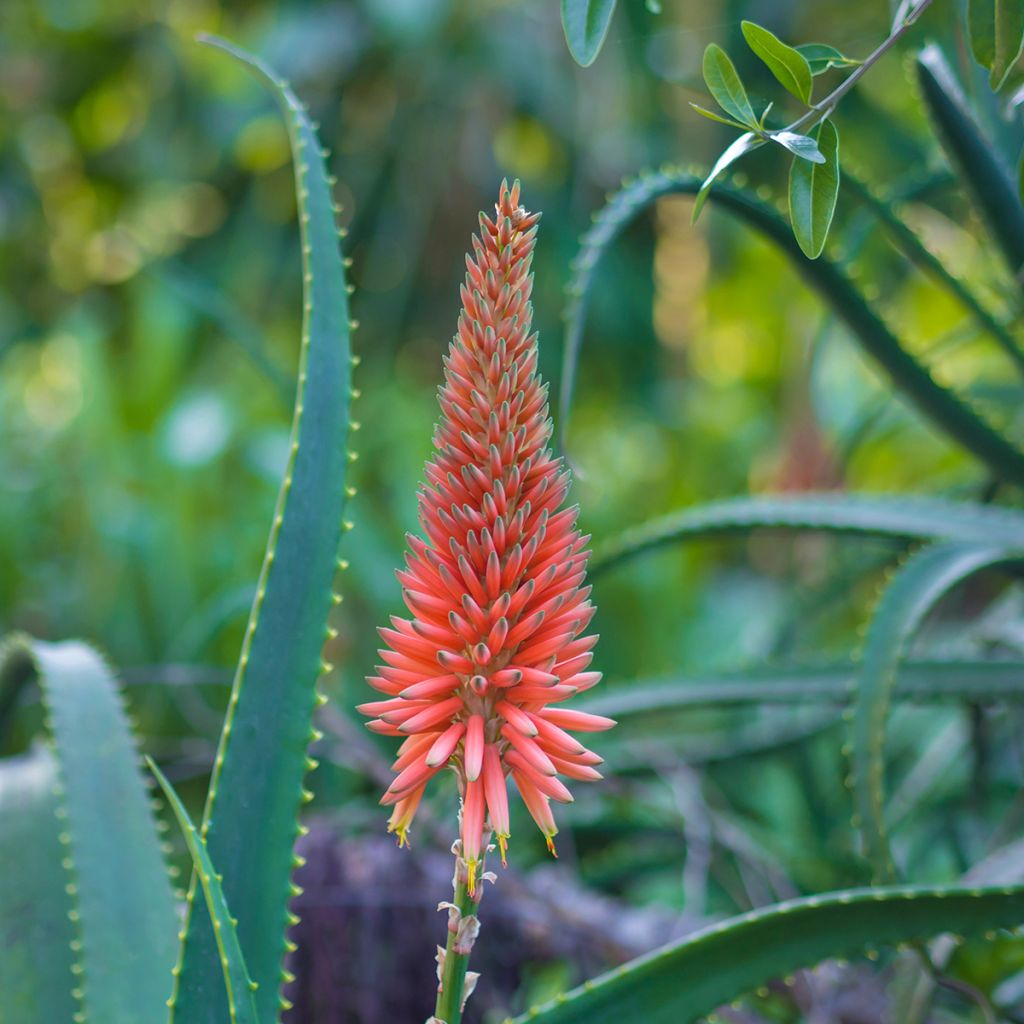 Aloe arborescens - Áloe candelabro