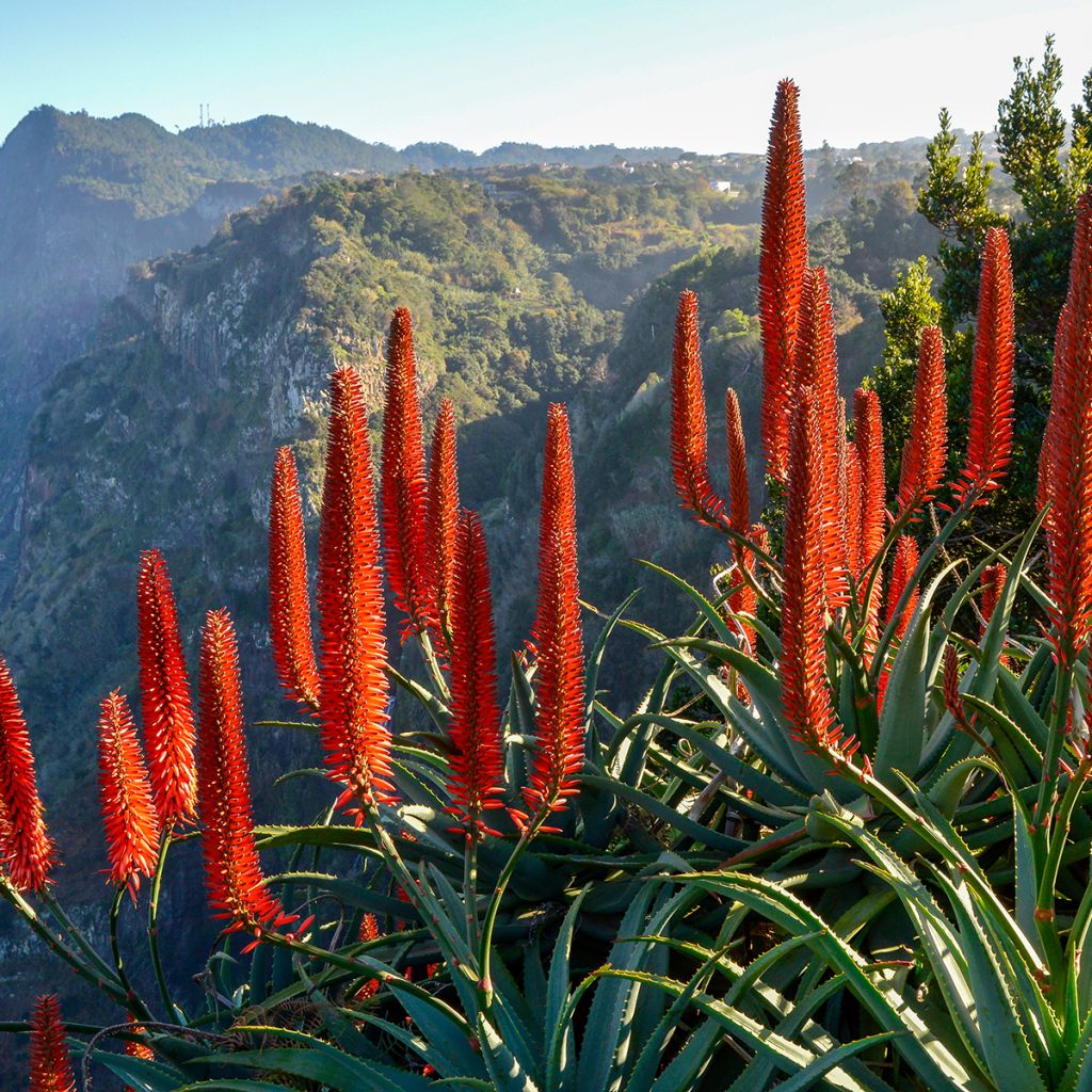 Aloe arborescens - Áloe candelabro