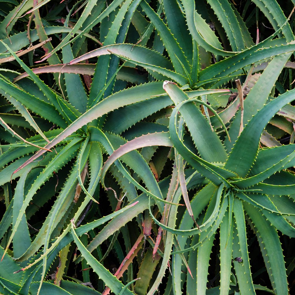 Aloe arborescens - Áloe candelabro